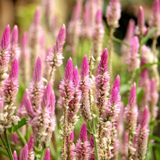 Celosía Spicata - Flamingo - Celosia spicata - Elegantes espigones bicolores - Semillas frescas