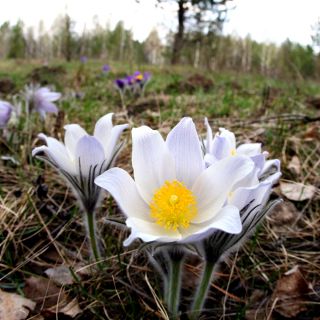 White Pasque Flower seeds - Anemone pulsatilla - 90 seeds