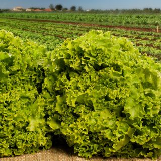 Leaf Lettuce - Lollo - Crispy & Curly Leaves for Healthy Salads! - Fresh Seeds
