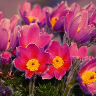 Red Pasque Flower zaden - Anemone pulsatilla - 38 zaden