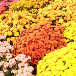 Chrysanthemum Fanfare Verbesserte Samen - Chrysanthemum x koreanum - 