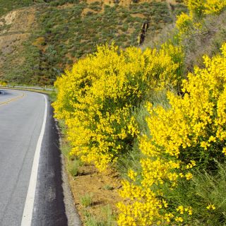 Mătură verde - Cytisus scoparius - Arbuști grațioși, înalți de 1-2 m - Semințe proaspete