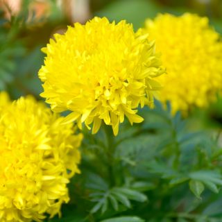Rose d'Inde  - Fantastic - 90 graines - Tagetes erecta
