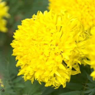 Rose d'Inde  - Fantastic - 90 graines - Tagetes erecta