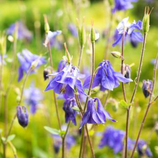 Alpen-Akelei Samen - Aquilegia alpina - 375 Samen