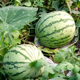 เมล็ดบิงโกแตงโม - Citrullus lanatus - 38 เมล็ด