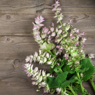 Adaçayı, Muscatel Adaçayı tohumları - Salvia sclarea - 115 seeds
