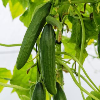 Pepino - Tessa - 105 sementes - Cucumis sativus