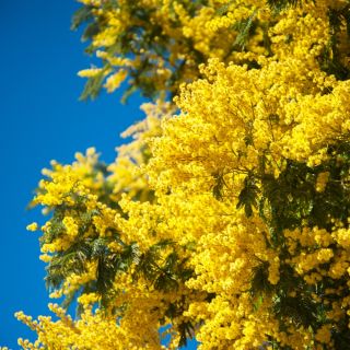 Sølvakacie - 20 frø - Acacia dealbata