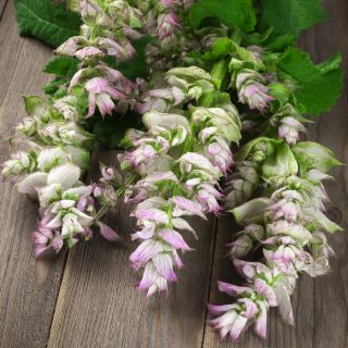 Adaçayı, Muscatel Adaçayı tohumları - Salvia sclarea - 115 seeds