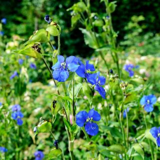 Biji Commelina - Commelina tuberosa - 125 biji