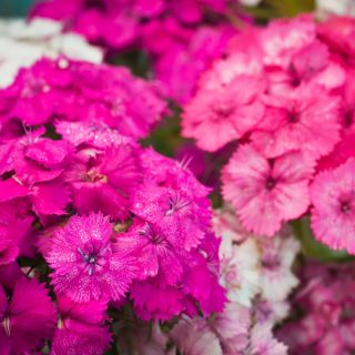 Слатко семе Виллиама - Диантхус барбатус - 900 семена - Dianthus barbatus
