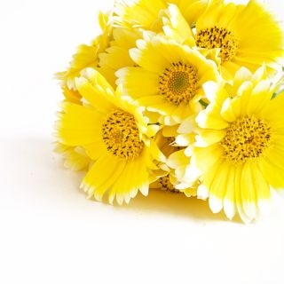 Sementes Tidy Tips - Layia platyglossa - 1600 sementes