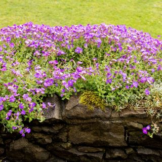 Aubrieta - színes virágkeverék - Aubrieta x hybrida - Színes virágok, ideális szegélyezéshez - Friss vetőmagok