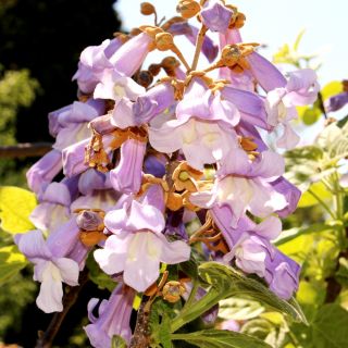 Princess Tree magjai - Paulownia - Paulownia tomentosa - magok
