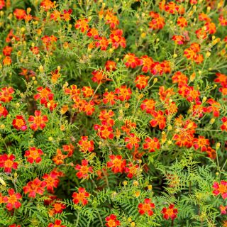 Marigold Red Gem seeds - Tagetes tenuifolia - 600 seeds