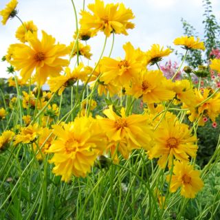 Krásnoočko nízké - Coreopsis tinctoria - Kompaktní sluneční milovníci, kvete od června do října - Čerstvá semena