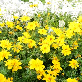 Bidens aurea - Tonalità dorate, perfette per bordi - Semi Freschi