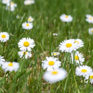 Bănuței albi simpli - Bellis perennis - Inflorescențe vibrante, esența unui gazon de excepție - Semințe proaspete
