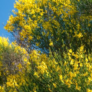 Mătură verde - Cytisus scoparius - Arbuști grațioși, înalți de 1-2 m - Semințe proaspete