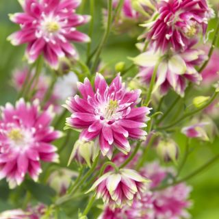 Orlíček plnokvětý - Nora Barlow - Aquilegia vulgaris - Oslnivé plné květy, zářivé a elegantní - Čerstvá semena