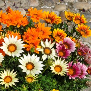 Gazania Sunshine Amestec de semințe - Gazania rigens - 250 de semințe
