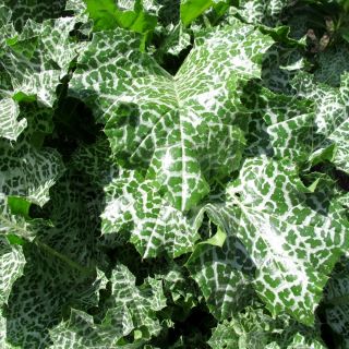 Biji Milk Thistle - Silybum marianum