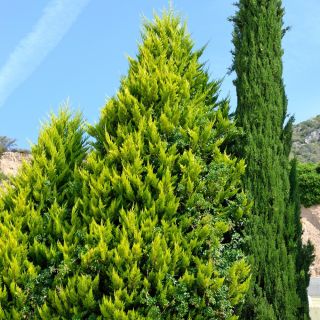 Lawson Cypress frø - Chamaecyparis lawsoniana - 100 frø
