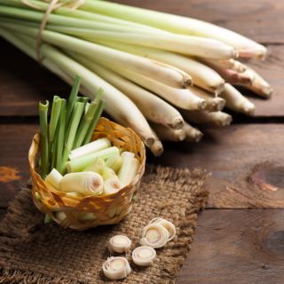 Citronelă - Cymbopogon flexuosus - Plantă culinară și medicinală, cu utilizare multifuncțională - Semințe proaspete