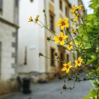 Bidens aurea - Tonalità dorate, perfette per bordi - Semi Freschi