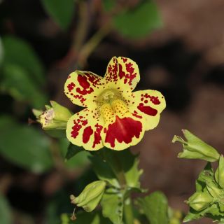 Bohócvirág - Mimulus tigrinus - Egzotikus színek, lenyűgöző a kertekben - Friss vetőmagok