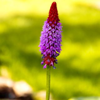 Primrose Kinijos pagodos sėklos - Primula vialii - 140 sėklų