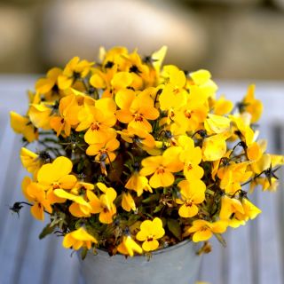 Trailing Viola seeds - Viola x williamsii - 270 seeds
