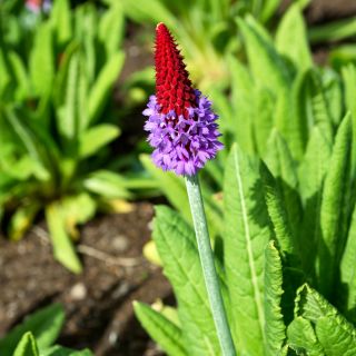 Primrose Kinijos pagodos sėklos - Primula vialii - 140 sėklų