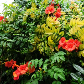 Trumpet Vine, Trumpet Creeper semena - Campsis radicans