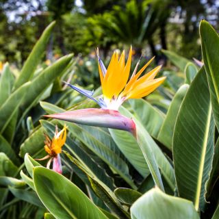 Kuş Cenneti çiçek tohumları - Strelitzia reginae - 10 tohum