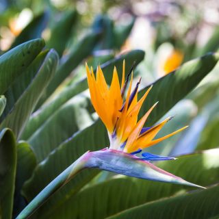 Kuş Cenneti çiçek tohumları - Strelitzia reginae - 10 tohum