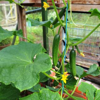 Pepino - Tessa - 105 sementes - Cucumis sativus