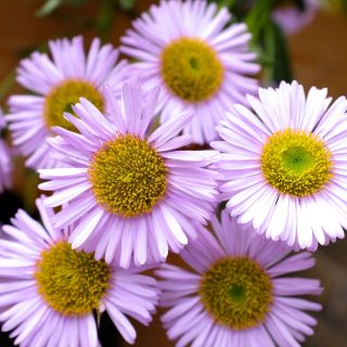 Daisy Fleabane - Blue Variety - Erigeron speciosus - 700 seeds
