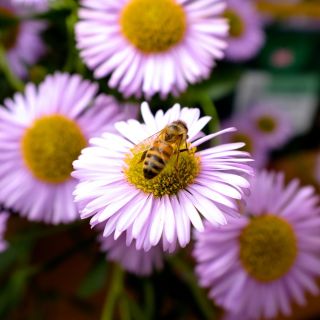 Daisy Fleabane - Blue Variety - Erigeron speciosus - 700 seeds