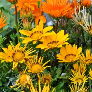 Gazania Sunshine Amestec de semințe - Gazania rigens - 250 de semințe
