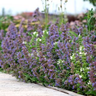 Katteurt - Nepeta mussinii - Duftende blomster, elsket af katte - Friske frø