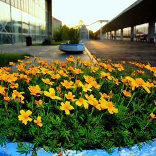 Semințe de gălbenuș de aur - Tagetes tenuifolia - 600 de semințe