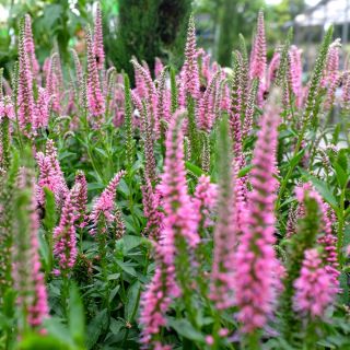 Aksærenpris - Sightseeing - 1000 frø - Veronica spicata