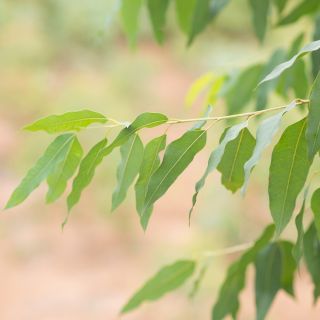 レモンユーカリ、レモン香料入りガムの種 -  Corymbia citriodora - Eucalyptus citriodora - シーズ