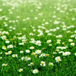 Bănuței albi simpli - Bellis perennis - Inflorescențe vibrante, esența unui gazon de excepție - Semințe proaspete