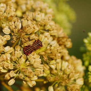 Angelica tohumları - Angelica archangelica - 90 tohumlar