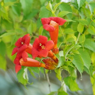Trumpet Vine, Trumpet Creeper semena - Campsis radicans