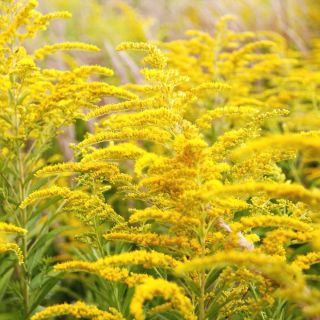 Canada Goldenrod seeds - Solidago canadensis - 2500 seeds