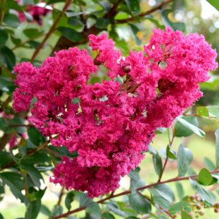 Crapa Myrtle, Crepe Semințe de Myrtle - Lagerstroemia indica - 40 semințe